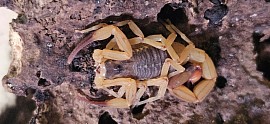 Tityus serrulatus