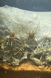 Loxosceles simillima