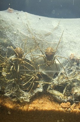 Loxosceles simillima