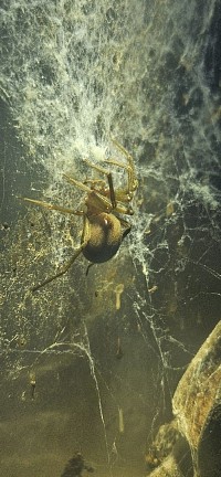 Loxosceles laeta