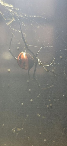 Latrodectus curacaviensis