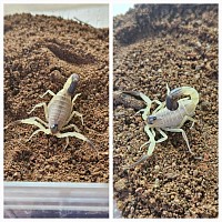 Hottentotta salei bright morph 1.1