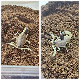 Hottentotta salei bright morph 1.1
