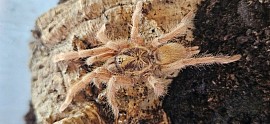 Neoholothele incei Gold 0.1