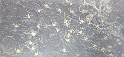 Nachzuchten Scytodes longipes 16.05.2025