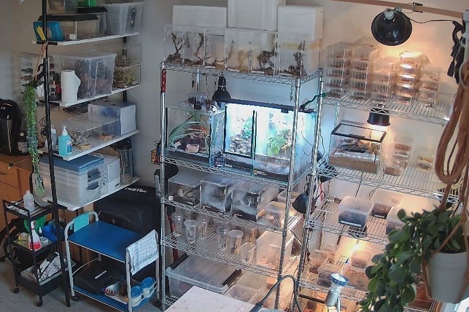 Links Spinnen. Rechts Skorpione