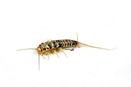 Thermobia domestica Ofenfischchen
