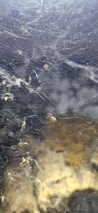 Scytodes longipes