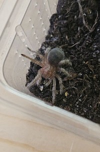 Grammostola pulchra