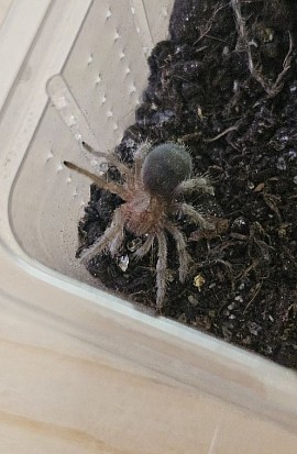 Grammostola pulchra