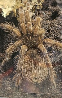 Pamphobeteus machala 0.1