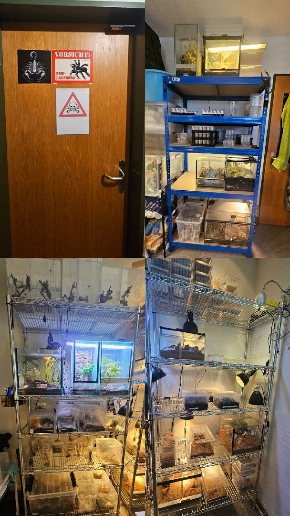 Spinnen und Skorpione