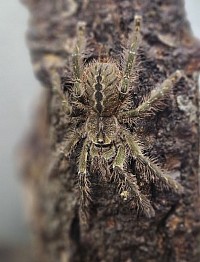 Poecilotheria rufilata