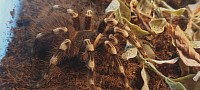 Acanthoscurria geniculata 0.1