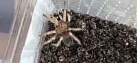 Brachypelma hamorii