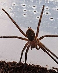 Cupiennius salei 0.1