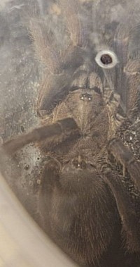 Chilobrachys dyscolus blue 0.1