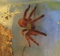 Caribena versicolor 0.1