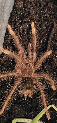 Theraphosa apophysis 0.1