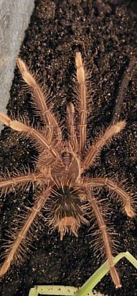 Theraphosa apophysis 0.1