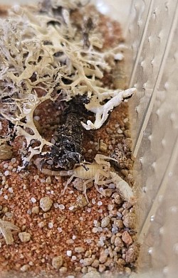 ENZ 07/25 Androctonus australis