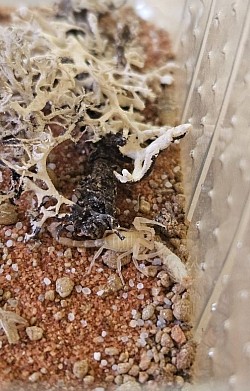 ENZ 07/25 Androctonus australis