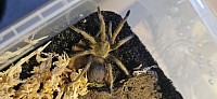 Pseudhapalopus sp. blue 0.1