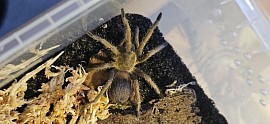 Pseudhapalopus sp. blue 0.1