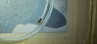 Hapalopus triseriatus