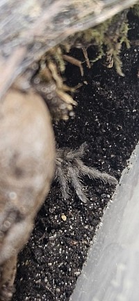 5er Gruppe Monocentropus balfouri