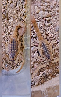 Hottentotta conspersus 1.1