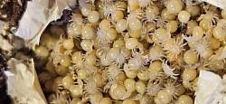 08.08.2025 NZ Acanthoscurria geniculata