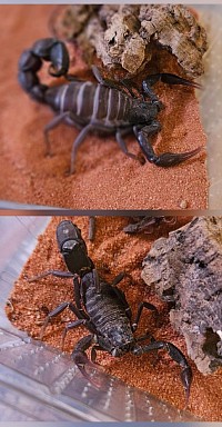 Androctonus gonneti 1.1