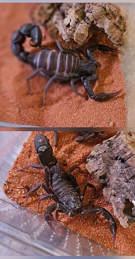 Androctonus gonneti 1.1