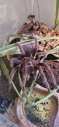 Phormictopus auratus 1.1