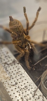 Pterinochilus murinus RCF 1.1