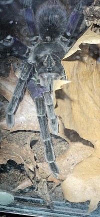 Pamphobeteus machala 0.1