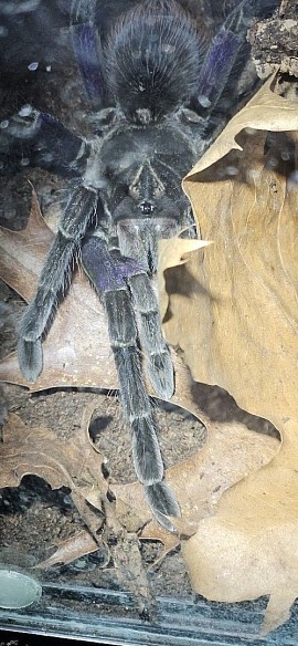 Pamphobeteus machala 0.1