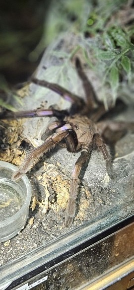Chilobrachys natanicharum