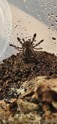 Poecilotheria regalis 0.0.3