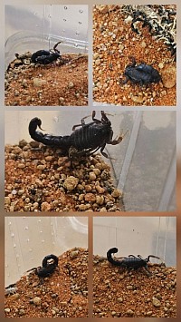 Orthochirus glabrifrons 3.2