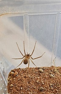 Loxosceles rufescens