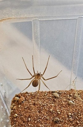 Loxosceles rufescens