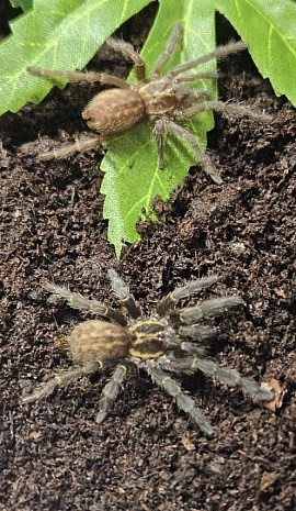 Heterothele villosella