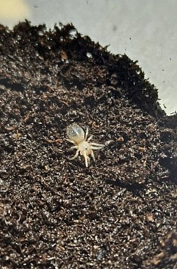 08.08.2025 NZ Acanthoscurria geniculata