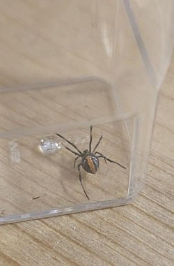 Latrodectus hasselti