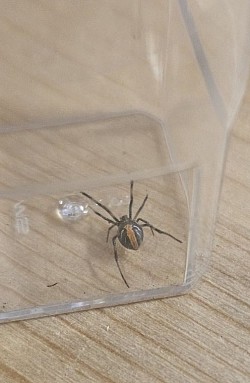 Latrodectus hasselti