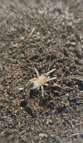 Acanthoscurria geniculata NZ 08/25