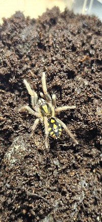 Hapalopus triseriatus