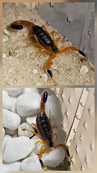 Uroplectes fischeri 1.1